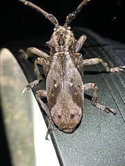 Phryneta coeca