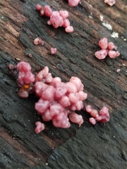 Chondrostereum purpureum