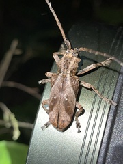 Phryneta coeca