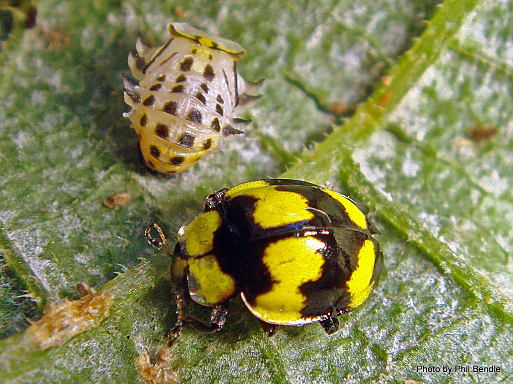 Fungus-eating ladybird (Illeis galbula) · iNaturalist