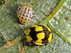 Fungus-eating Ladybird - Photo (c) Phil Bendle, some rights reserved (CC BY-NC), uploaded by Phil Bendle