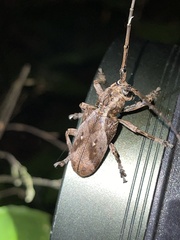 Phryneta coeca