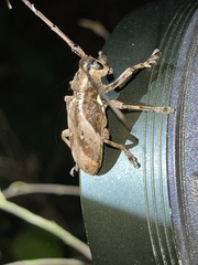 Phryneta coeca
