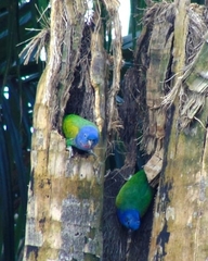 Pionus menstruus