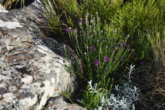 Lessingianthus brevifolius