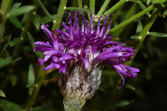 Lessingianthus brevifolius