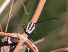 Sphaenothecus trilineatus