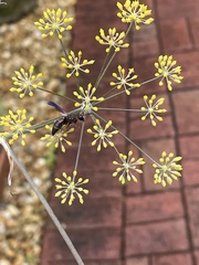 Pachodynerus erynnis