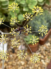 Pachodynerus erynnis