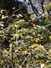 Diospyros