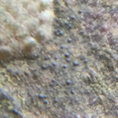Pseudosagedia aenea