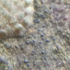 Pseudosagedia aenea