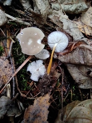 Strobilurus esculentus