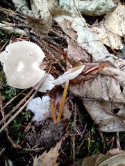 Strobilurus esculentus