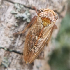 Rhytidodus decimusquartus