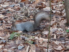 Sciurus vulgaris