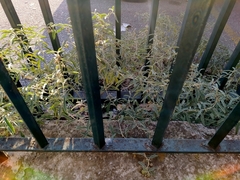 Solanum elaeagnifolium