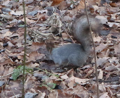 Sciurus vulgaris