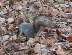 Sciurus vulgaris