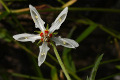 Blumenbachia insignis