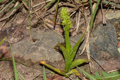 Habenaria parviflora