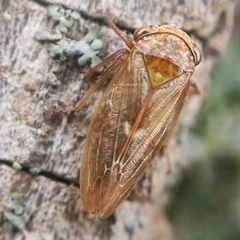 Rhytidodus decimusquartus