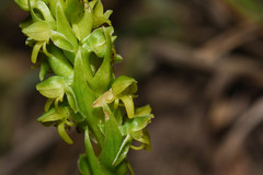 Habenaria parviflora