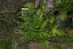 Blumenbachia insignis