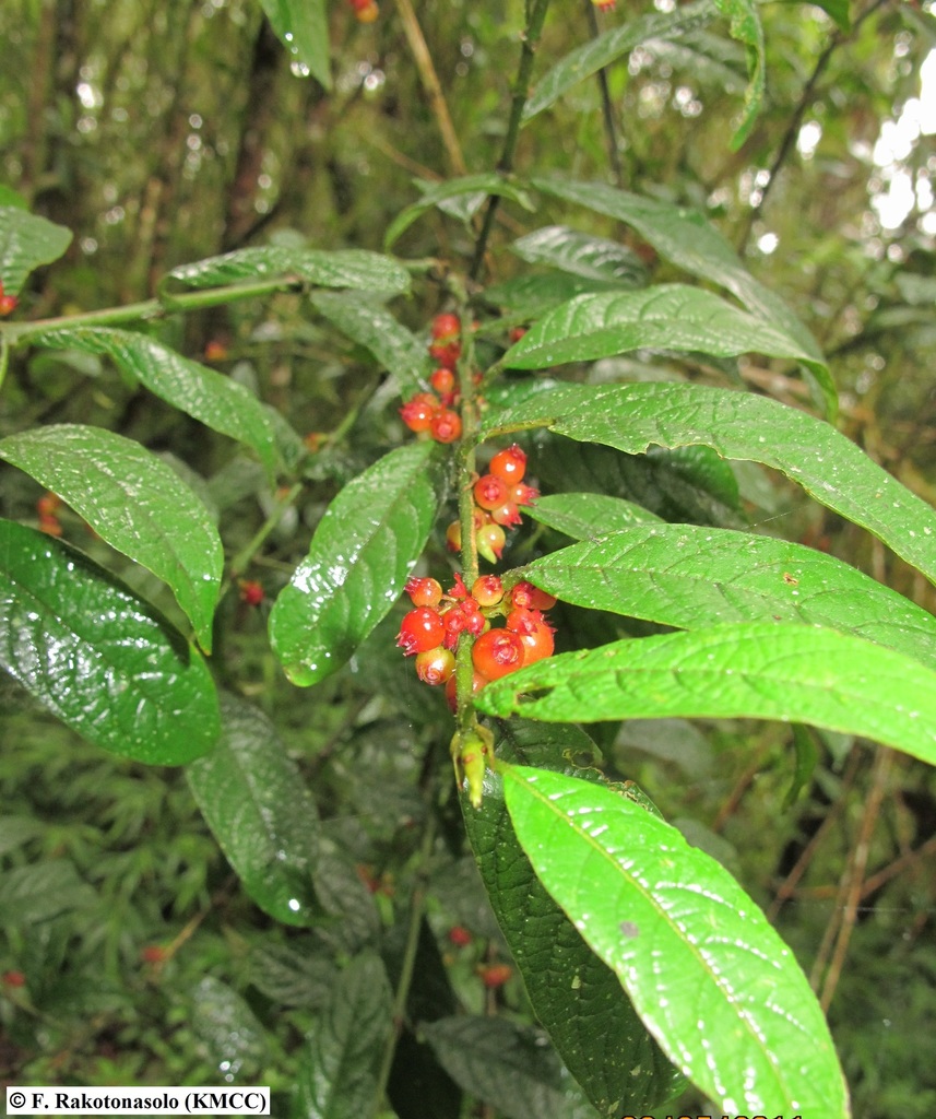 Pauridiantha