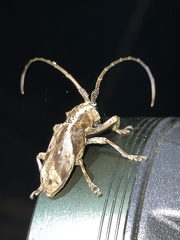 Phryneta coeca