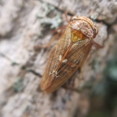 Rhytidodus decimusquartus