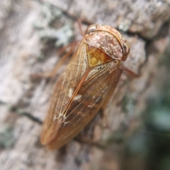 Rhytidodus decimusquartus