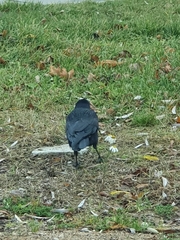 Corvus frugilegus