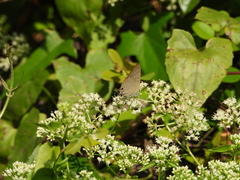 Deudorix epijarbas