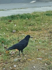 Corvus frugilegus