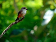 Pyrocephalus rubinus