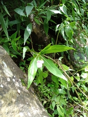 Impatiens platypetala