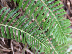 Polystichum imbricans curtum