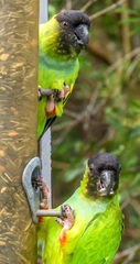Aratinga