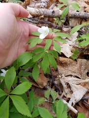 Anemonoides quinquefolia