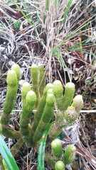 Phlegmariurus hystrix