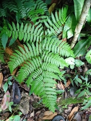 Diplazium polypodioides
