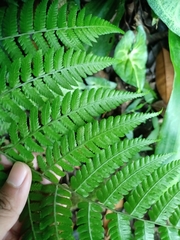 Diplazium polypodioides