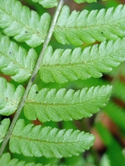 Diplazium polypodioides
