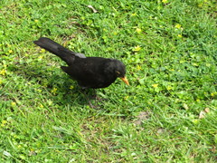 Turdus merula
