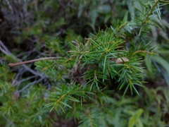 Juniperus rigida