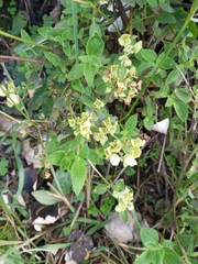 Calceolaria sericea