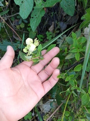 Calceolaria sericea