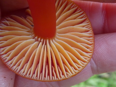 Hygrocybe coccinea