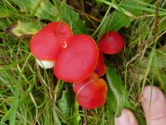 Hygrocybe coccinea
